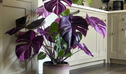 Philodendron 'Purple Prince' plant