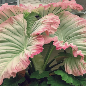 5 Tips For Growing Elephant Ears 