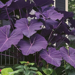 How-to-Growing-Purple-Taro-Plants