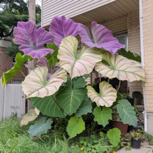 Purple-and-white-Taro-Plants-1