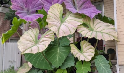 Purple-and-white-Taro-Plants-1