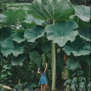The Lost Girl in the Giant Elephant Ear Forest