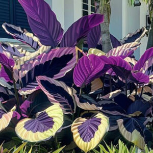 The-Quest-for-the-Purple-Elephant-Ear-chap -photo