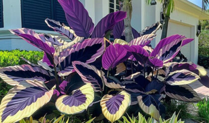 The-Quest-for-the-Purple-Elephant-Ear-chap -photo