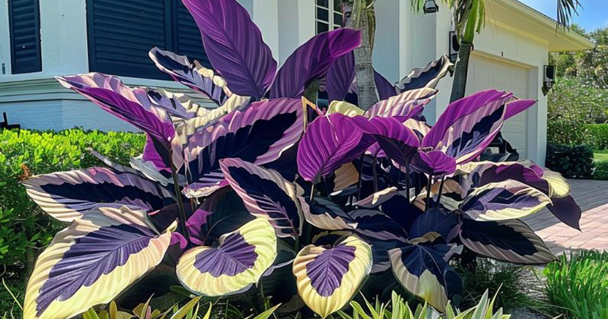 The Mysterious Purple Calathea - Pngland.com