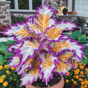 The caladium plant