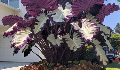 Giant-Purple-and-white-caladiums