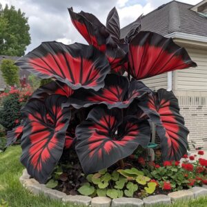 Giant-red-caladiums