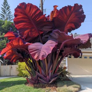 How to Grow and Care for Colocasia: a comprehensive guide - Pngland.com