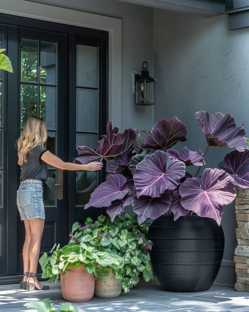 How to care for caladiums 