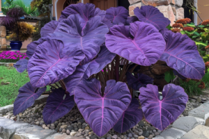 elephant ear plant photos