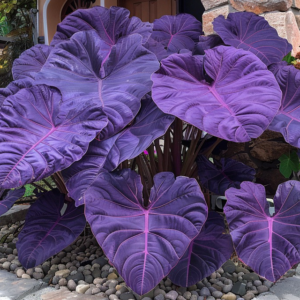 elephant ear plant photos