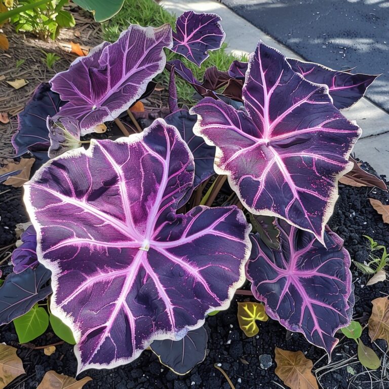 The Vibrant World of Caladiums: Growing, Caring, and Appreciating ...