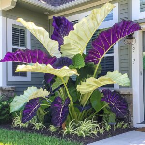 How to Grow Giant Caladiums - Pngland.com