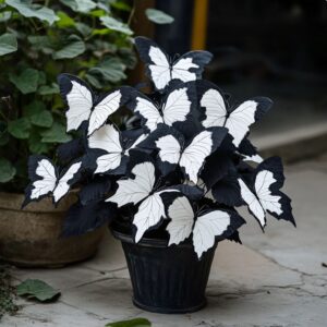 Begonia Moonlight Butterfly plant with striking black and white butterfly-shaped leaves