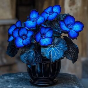 Begonia Rex 'Midnight Sapphire'