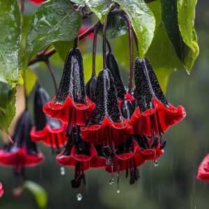 Black Magic Bellflower 🌺