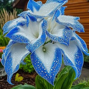 Blue and White Hosta (Hosta spp.)