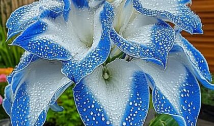 Blue and White Hosta (Hosta spp.)