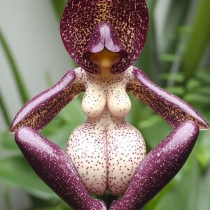 Exotic Tropical Orchid