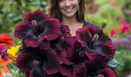 Woman holding giant Black Hibiscus flowers, stunning dark blooms in a garden