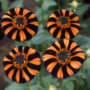 Halloween Zinnia (Zinnia 'Orange Shadow') 🌺