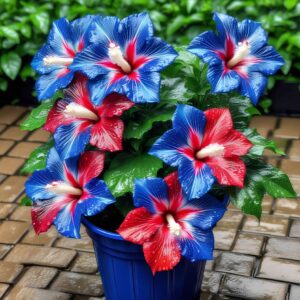 Hibiscus 'Patriotic Blaze'