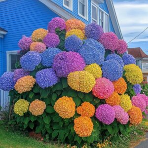 Hydrangea 'Color Symphony'