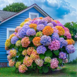 Hydrangea macrophylla 'Rainbow Bliss'