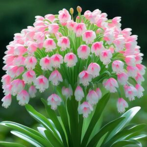 Lily of the Valley 'Pink Bliss'