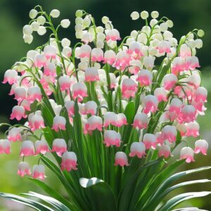 Lily of the Valley 'Pink Charm'