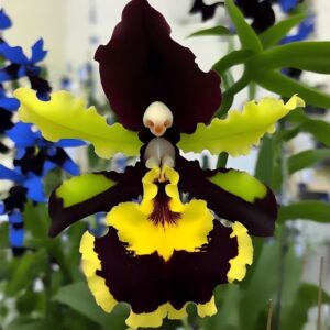 Orchid 'Midnight Sunburst'