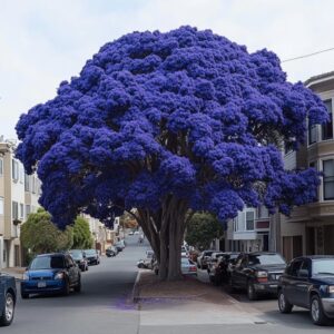 blue jacaranda plant