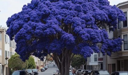 blue jacaranda plant