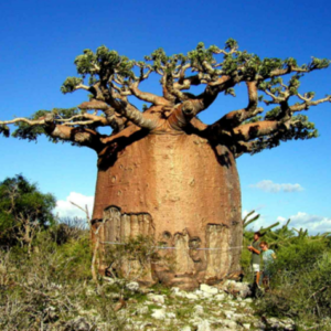 baobab