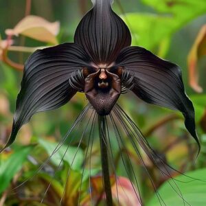 Black Bat Flower with long whiskers, resembling bat wings, in a green jungle setting