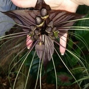 A hand holding a Black Bat Flower, showcasing its dark bat-shaped petals, long whiskers, and central seed pods.