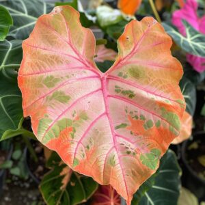 Vibrant Caladium leaf with shades of orange, pink, and green