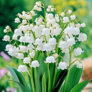 Lily of the Valley Plant with Delicate White Bell-Shaped Flowers