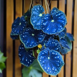 Angel Wing Begonia with dark green leaves and pink flowers in a terracotta pot