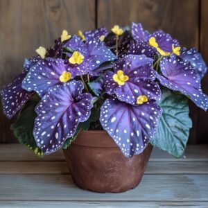 Angel Wing Begonia in a terracotta pot with vibrant purple leaves dotted with white and bright yellow flowers