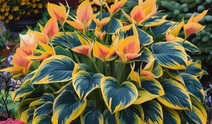 Variegated Hosta plant with yellow, green, and orange leaves in a garden near pink flowers.