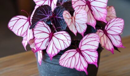 Begonia Butterfly Plant with pink and white butterfly-shaped leaves in a pot