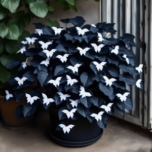 Begonia Butterfly Wings with dark blue leaves and white butterfly-shaped flowers in a pot