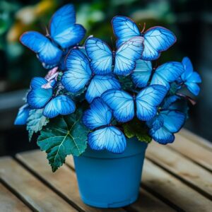 Begonia Moonlight Butterfly plant with bright blue neon leaves shaped like butterflies in a pot on a wooden table.