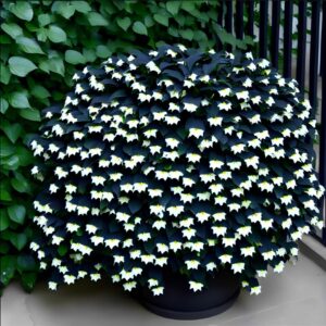 Begonia Moonlight Butterfly with white and yellow star-shaped flowers in a dense arrangement