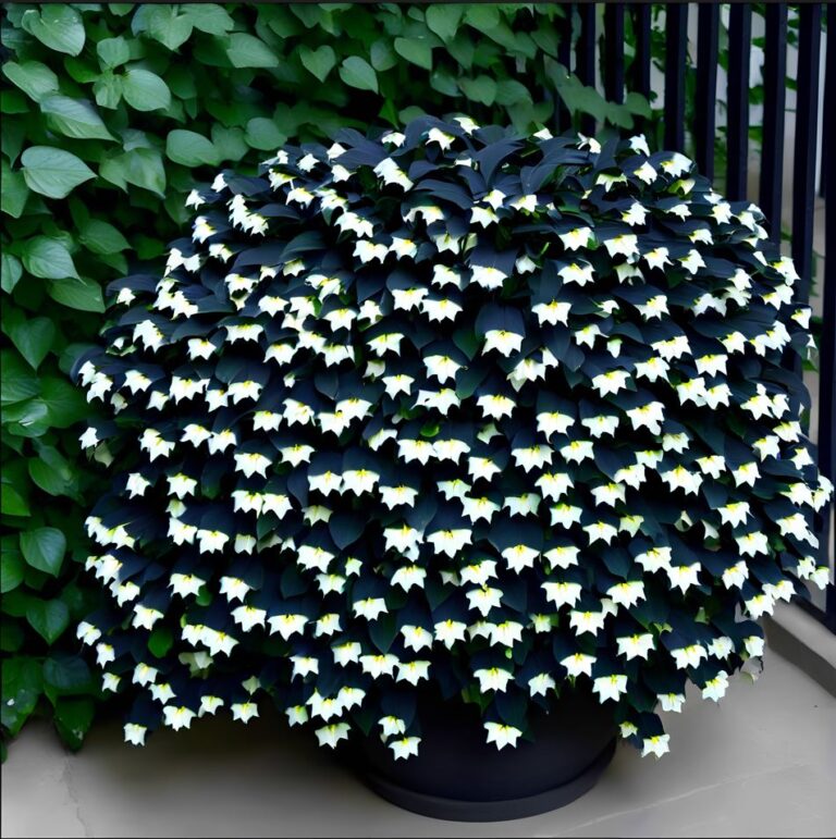 Begonia moonlight butterfly where to buy and why it matters pngland