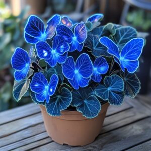 Begonia Moonlight Butterfly plant with glowing blue neon leaves shaped like butterflies in a brown pot.