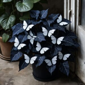 Begonia Moonlight Butterfly with dark leaves and white butterfly-shaped patterns