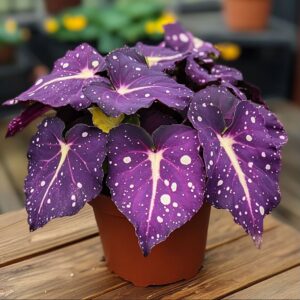 Begonia Rex in a Pot with Large Purple and Spotted Leaves